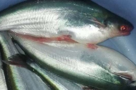 Loài cá quý của sông Mekong, có họ với cá tra, thích ăn trái cây, các nhà khoa học Việt Nam đã sản xuất giống thành công