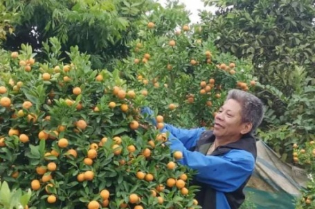 Bỏ lúa trồng quất cảnh bán Tết, ông nông dân Lào Cai thu nửa tỷ mỗi năm