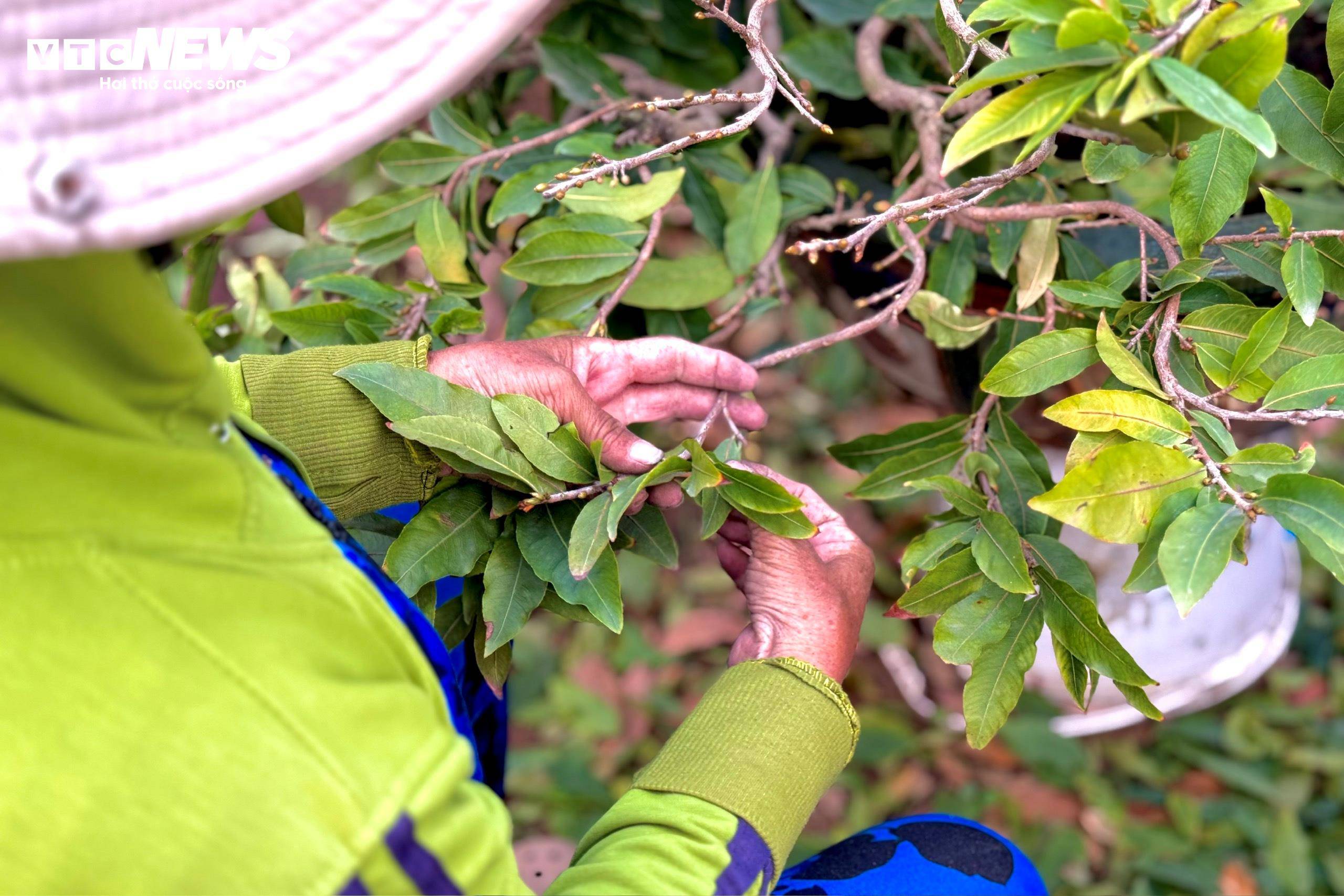 Theo những người "thợ" lặt lá mai, công việc này không khó nhưng đòi hỏi sự tỉ mỉ, kiên nhẫn khi phải đứng và ngồi nhiều giờ liền trong ngày. Nếu không tỉ mỉ, lặt lá quá mạnh sẽ ảnh hưởng đến nụ mai.