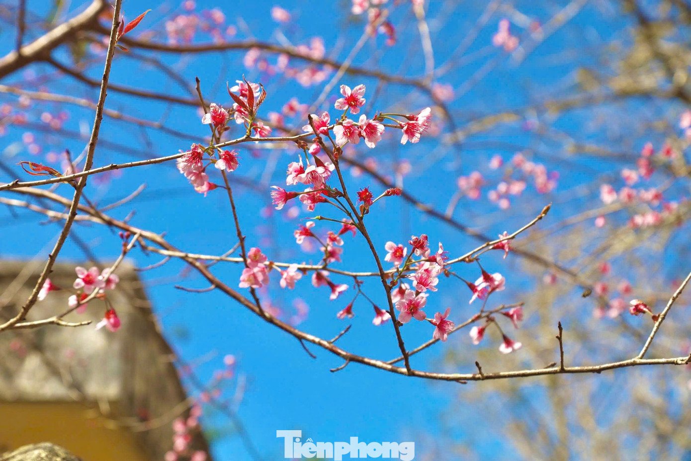 Theo bà Bạch Thị Mân - Phó Giám đốc Sở VH-TT&amp;DL tỉnh Quảng Ngãi, mùa hoa anh đào nở rộ đã tạo thêm điểm nhấn cảnh quan cho Măng Đen, góp phần thu hút du khách và thúc đẩy phát triển du lịch địa phương. Sắc hồng hoa anh đào không chỉ làm đẹp cho cao nguyên mà còn mang theo không khí xuân lan tỏa, để lại dấu ấn dịu dàng, lãng mạn trong lòng du khách khi đến với Măng Đen.