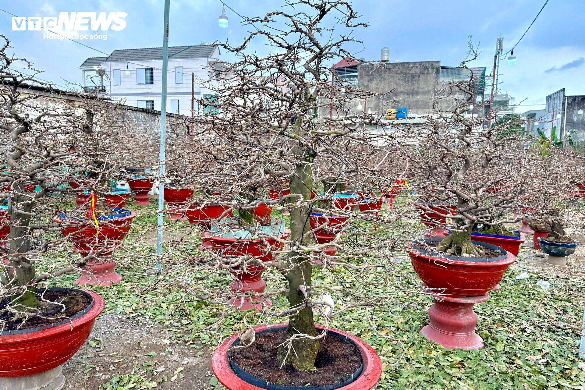 Để có dáng mai đúng yêu cầu của khách, các nhà vườn phải cất công dùng sợi thép uốn từng cành.