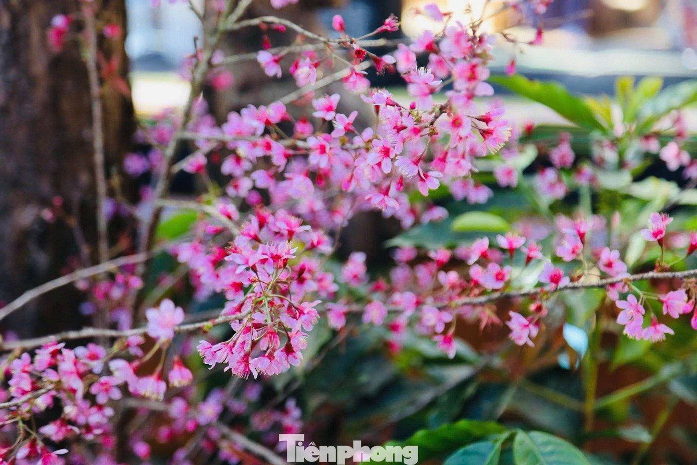 Theo bà Bạch Thị Mân - Phó Giám đốc Sở VH-TT&amp;DL tỉnh Quảng Ngãi, mùa hoa anh đào nở rộ đã tạo thêm điểm nhấn cảnh quan cho Măng Đen, góp phần thu hút du khách và thúc đẩy phát triển du lịch địa phương. Sắc hồng hoa anh đào không chỉ làm đẹp cho cao nguyên mà còn mang theo không khí xuân lan tỏa, để lại dấu ấn dịu dàng, lãng mạn trong lòng du khách khi đến với Măng Đen.