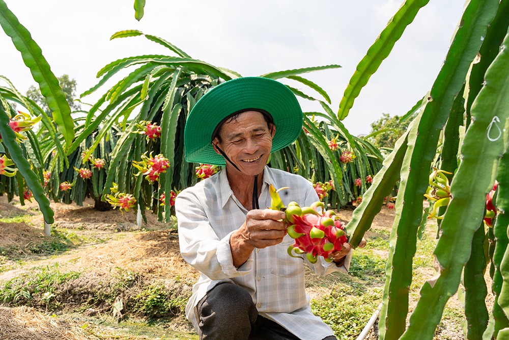 Ông Phan Văn Hồng hạnh phúc đón mùa vàng thắng lớn nhờ NPK Cà Mau