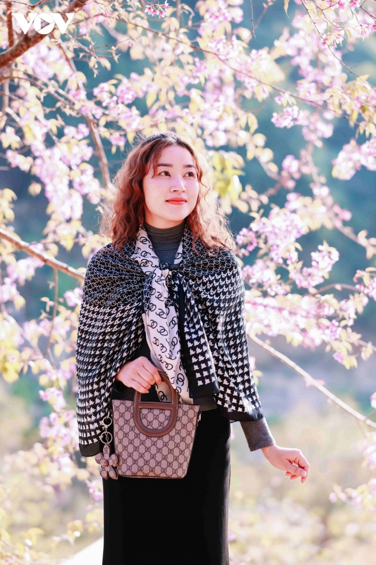 Sắc hồng mai anh đào nổi bật giữa nền trời xanh biếc, báo hiệu một mùa xuân mới đang về trên cao nguyên.