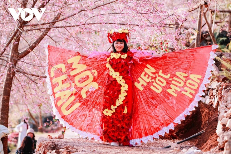 Du khách tranh thủ ghi lại những khoảnh khắc đẹp bên sắc hồng mai anh đào đặc trưng của vùng cao nguyên.