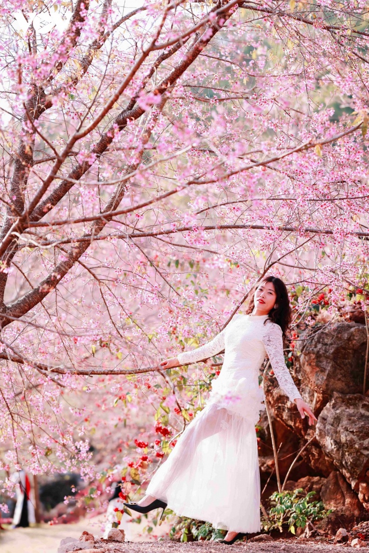 Hoa mai anh đào bung nở đồng loạt, tạo nên bức tranh xuân tươi mới, đầy sức sống.