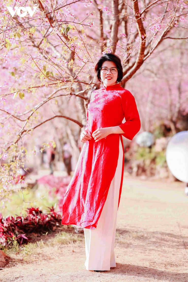 Sắc hoa mai anh đào hòa cùng nắng xuân, mang đến vẻ đẹp dịu dàng, lãng mạn cho Khu du lịch Quốc gia Mộc Châu.