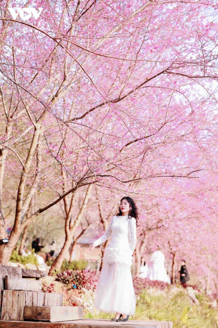 Hoa mai anh đào khoe sắc rực rỡ, mời gọi du khách đến với Mộc Châu – điểm đến hấp dẫn trên vùng cao Tây Bắc mỗi độ xuân về.