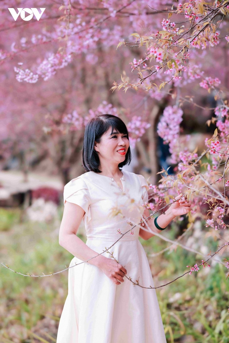 Những góc chụp ngập tràn hoa mai anh đào trở thành điểm dừng chân không thể bỏ lỡ của du khách.