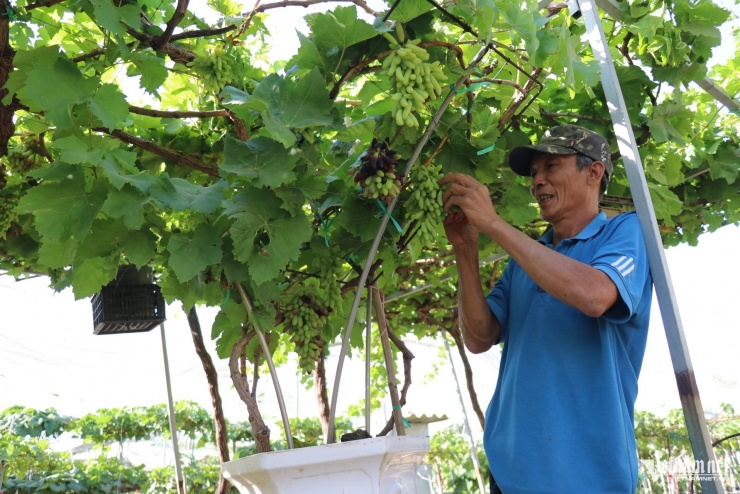 Nông dân đang chăm sóc cây nho cảnh phục vụ Tết Nguyên đán. Ảnh: Xuân Ngọc