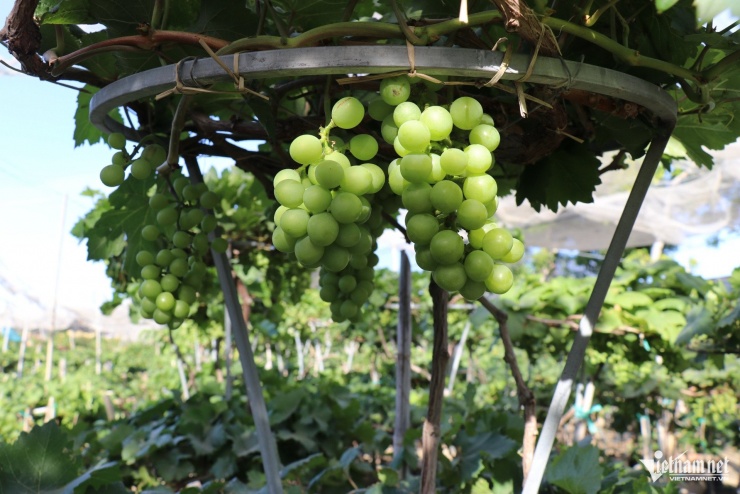 Những chùm nho trĩu quả, tạo dáng đẹp đang "hút hàng" dịp Tết. Ảnh: Xuân Ngọc