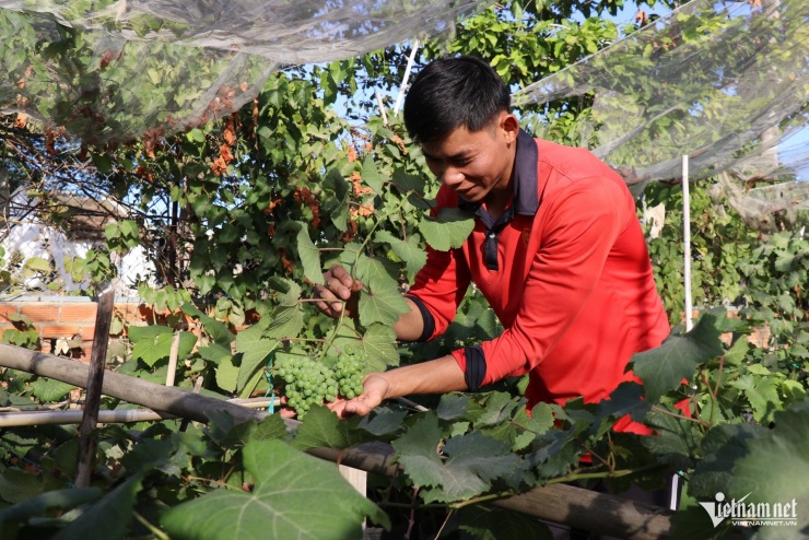 Các thương lái đến tận vườn "săn" các chậu nho cảnh có dáng đẹp, nhiều chùm. Ảnh: Xuân Ngọc