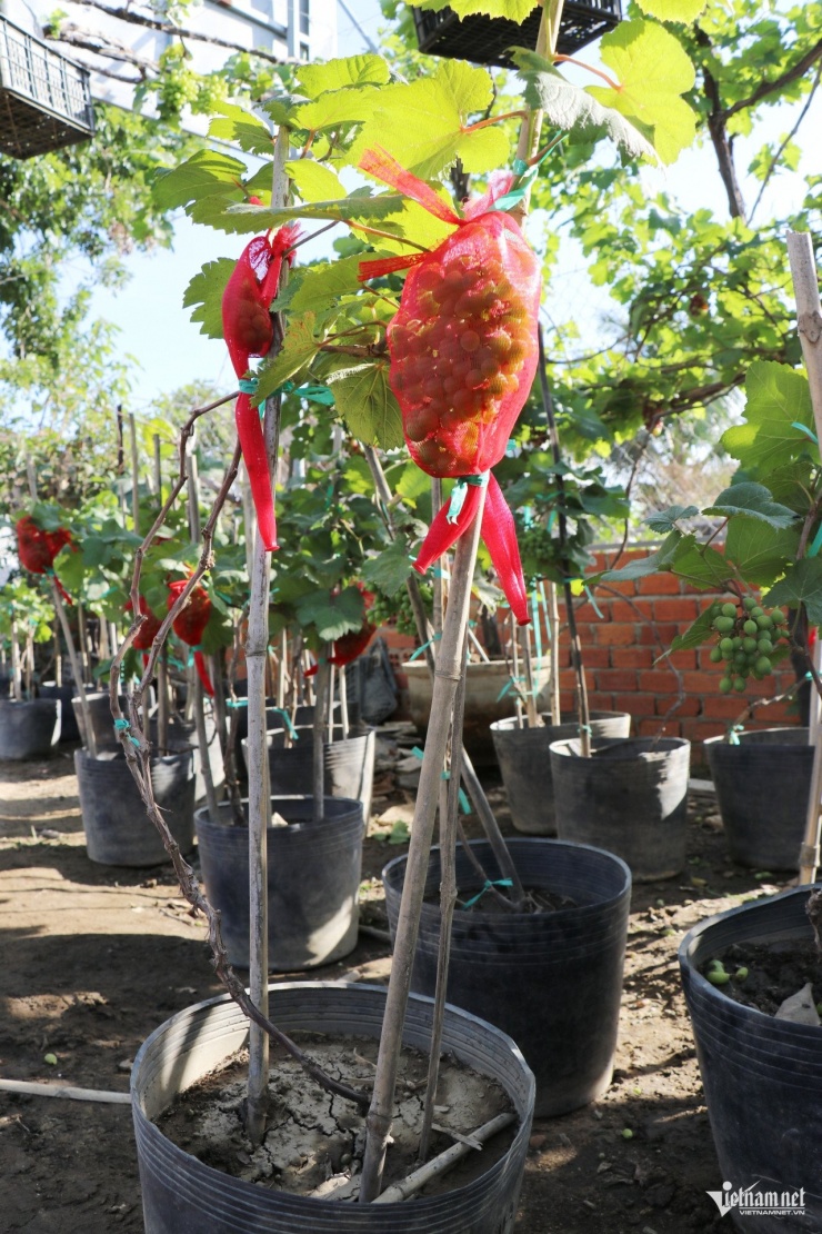 Dù từng chịu ảnh hưởng bởi đợt mưa lũ cuối tháng 11/2025, song nhờ kinh nghiệm canh tác lâu năm, các nhà vườn đã nhanh chóng phục hồi vườn nho, kịp thời cung ứng cho thị trường Tết.