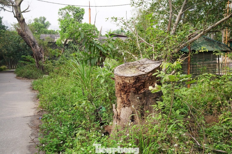 UBND phường Vĩnh Hưng đã có đề xuất UBND TP Hà Nội giao phường cải tạo khu sinh thái này bằng nguồn vốn đầu tư công