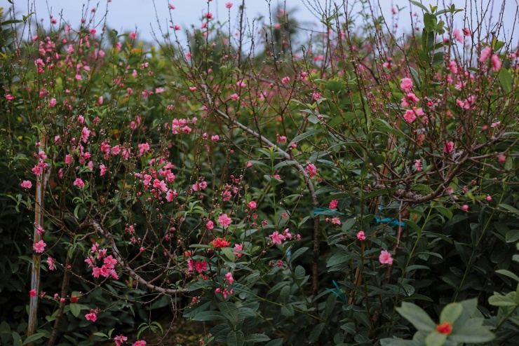 Đào ở vườn bung nở rực rỡ, nông dân chi tiền triệu mỗi ngày để kìm hãm - 1