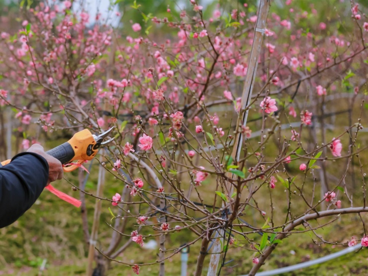 Đào ở vườn bung nở rực rỡ, nông dân chi tiền triệu mỗi ngày để kìm hãm - 4