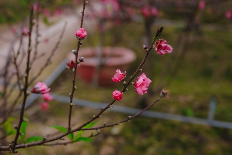 Năm nhuận cùng thời tiết thất thường, nhiều vườn đào tại Hà Nội đã nở sớm hơn dự tính.