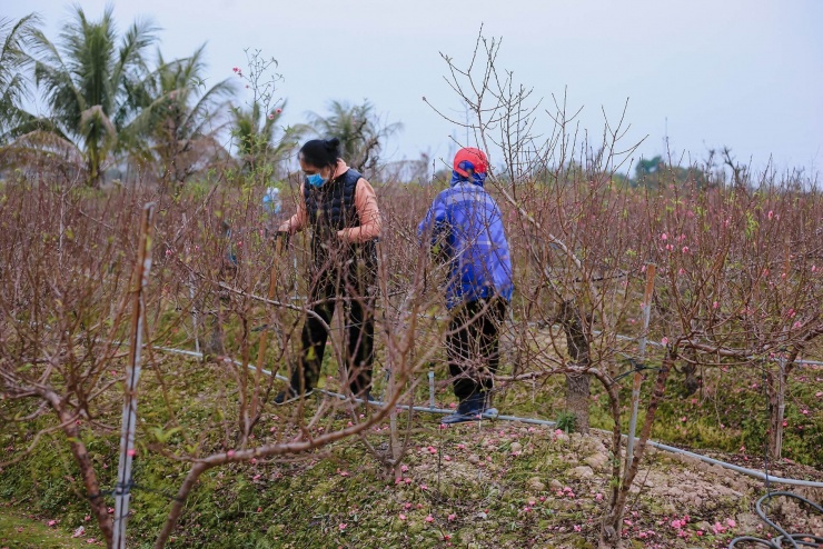 Đào ở vườn bung nở rực rỡ, nông dân chi tiền triệu mỗi ngày để kìm hãm - 6