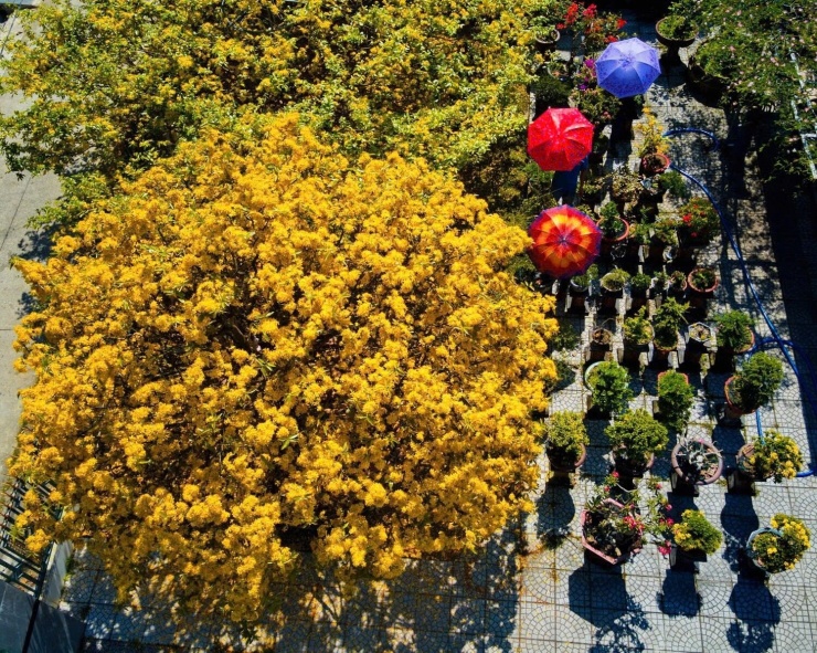 Cây mai cổ nhìn từ trên cao.