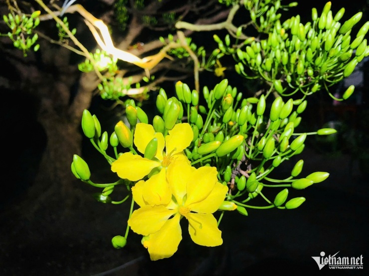 Nụ mai đang chờ bung nở đúng dịp Tết Nguyên đán Bính Ngọ 2026.