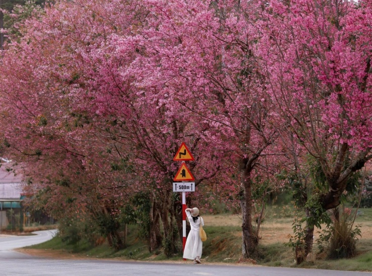 Đà Lạt vào mùa hoa mai anh đào 'đẹp nhất trong nhiều năm' - 2