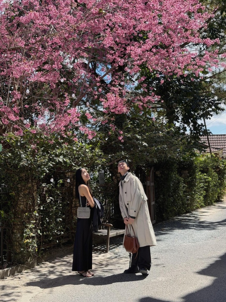 Đà Lạt vào mùa hoa mai anh đào 'đẹp nhất trong nhiều năm' - 4