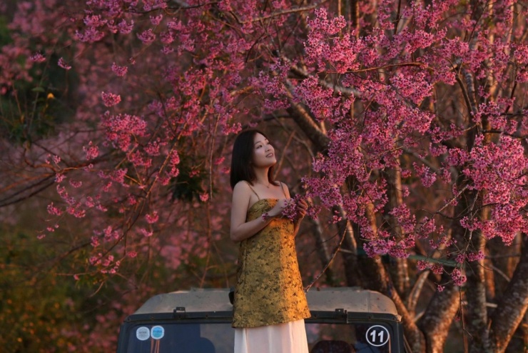 Đà Lạt vào mùa hoa mai anh đào 'đẹp nhất trong nhiều năm' - 5