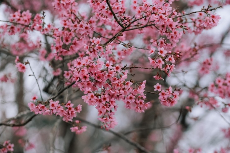 Đà Lạt vào mùa hoa mai anh đào 'đẹp nhất trong nhiều năm' - 8