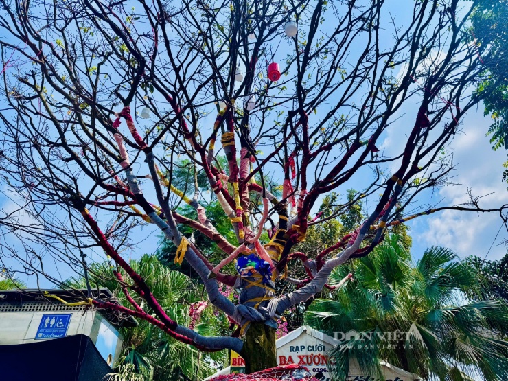 Phát giá 3,7 tỷ cho cây mai vàng là một cây cổ thụ vừa ra chợ An Giang, nhìn lạ nhất là cây me bonsai dáng cổ kỳ mỹ - 2