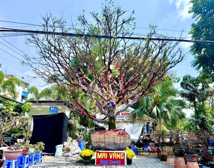 Cây Mai vàng đọt xanh trăm tuổi giá 3,7 tỷ tại chợ hoa xuân - Long Xuyên, tỉnh An Giang.