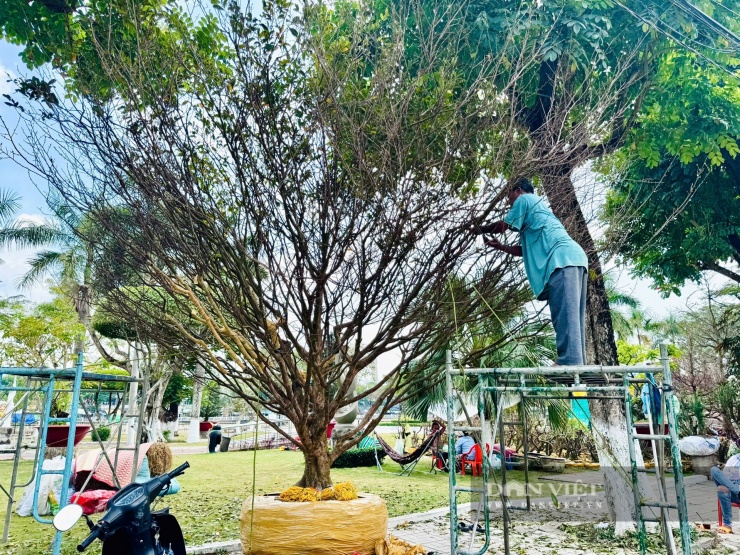 Cây mai vàng 5-7 cánh, có thâm niên khoảng 50-70 tuổi, được kêu giá 570 triệu đồng tại đường hoa xuân Long Xuyên.