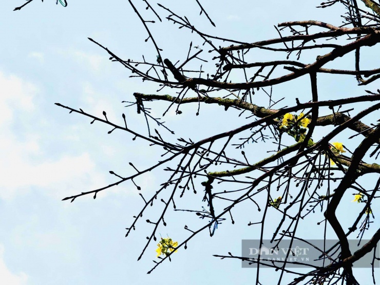 Hoa của giống hoàng mai này thường có từ 5-7 cánh, các cánh hoa xếp khít vào nhau tạo nên vẻ đẹp trang nhã, thanh cao.&nbsp;Hiện cây mai đang cho rất nhiều nụ, hứa hẹn một mùa xuân rực rỡ.