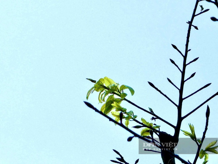 Cây hoàng mai này khi thay lá lại cho ra những chùm lá non màu xanh mướt, dáng mọc chùm xòe rộng như đuôi chim phụng.