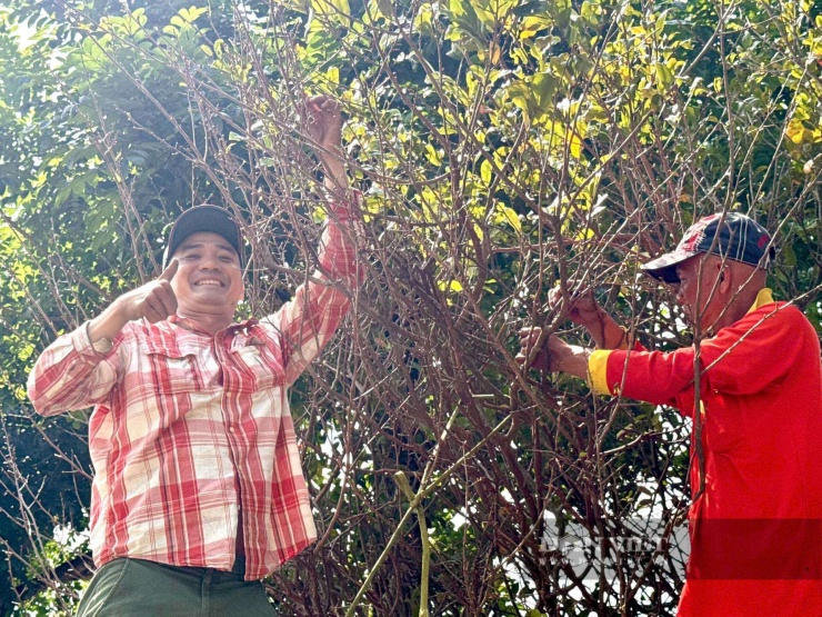 Điểm đặc biệt của cây mai vàng dáng xoè tự nhiên này là hàng năm hoa nở dày đặc, rực rỡ.