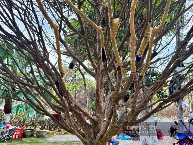 Theo anh Cường (Tây Ninh), chủ "cụ" mai vàng 5-7 cánh, thì cây mai này&nbsp;dáng xòe tự nhiên; cây có hoành gốc 1,4m, ngang 12m, cao 7m.