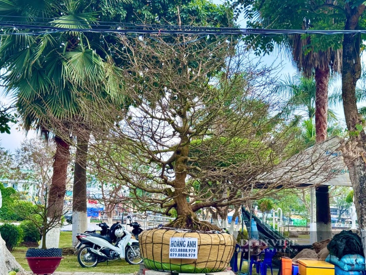 Cây mai vàng "khủng" giá giá 500 triệu đồng của một chủ vườn ở Đồng Tháp.