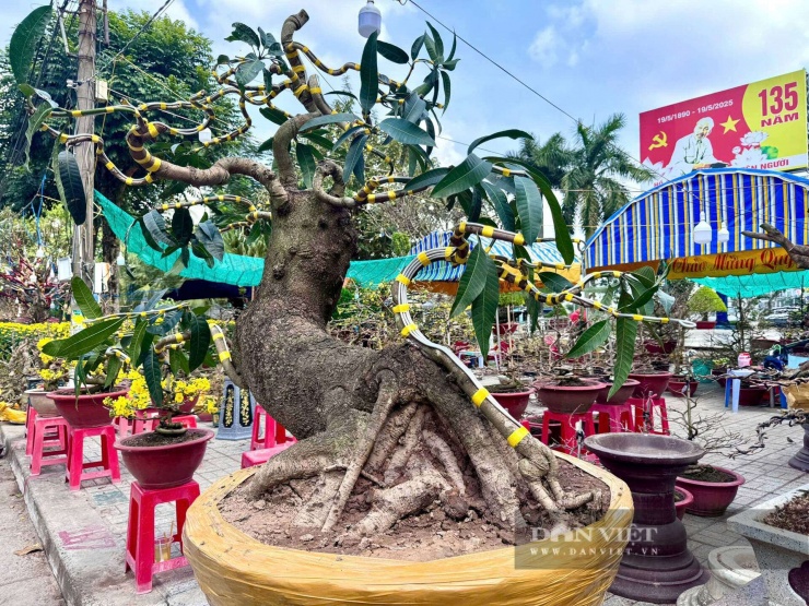 Một gốc xoài bonsai "khủng", có dáng độc lạ.