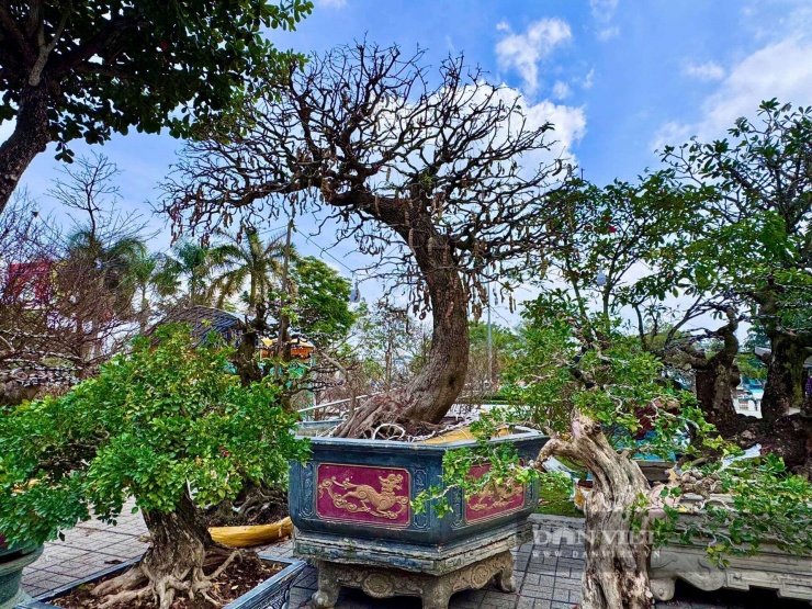 Phát giá 3,7 tỷ cho cây mai vàng là một cây cổ thụ vừa ra chợ An Giang, nhìn lạ nhất là cây me bonsai dáng cổ kỳ mỹ - 12