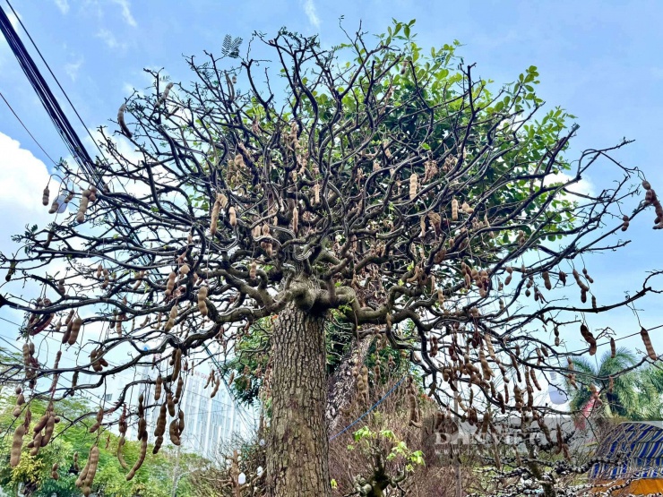 Một cây me bonsai dáng siêu đẹp, đang cho trái xum xuê.