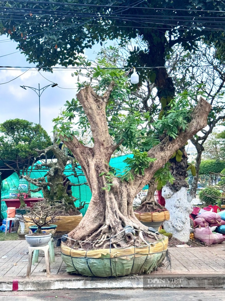 Một cây nhãn cổ thụ.