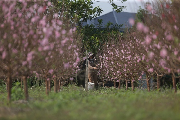 Nhiều vườn đào ở xã Vân Du bung nở rực rỡ khi Tết Nguyên đán vẫn còn ở phía trước.