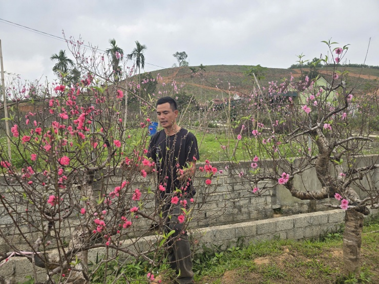 Nông dân ở làng đào chặt đào nở sớm bán gỡ vốn với giá chỉ bằng một nửa so với dịp Tết. Người trồng đào ngậm ngùi kiểm tra vườn khi phần lớn cây đã bung hoa trước thời điểm thu hoạch.