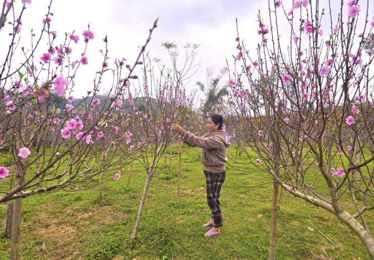 Đào nở sớm khiến người trồng thấp thỏm lo mất mùa, nguy cơ không thể xuất bán đúng dịp Tết.