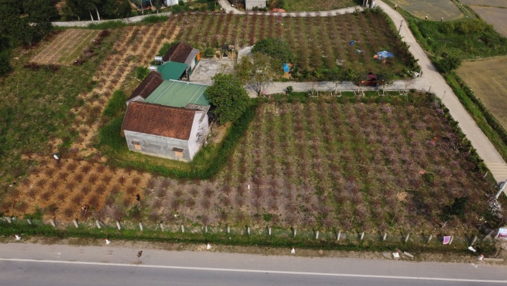 Toàn xã Quang Đồng hiện có hơn 40ha đào với trên 300 hộ dân tham gia trồng.