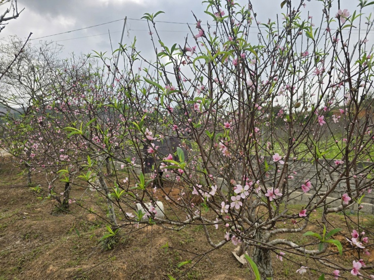 Theo người dân, thời tiết nắng ấm kéo dài cuối năm là nguyên nhân khiến đào nở sớm.