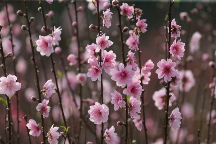 Nhiều chủ vườn cho biết, khi đào nở muộn còn có thể can thiệp để kịp Tết, nhưng năm nay thời tiết nắng ấm khiến hoa nở sớm, người trồng gần như không có cách nào cứu vãn.