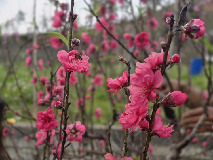 Sắc đào rực rỡ trong vườn trái ngược với nỗi lo của người trồng.