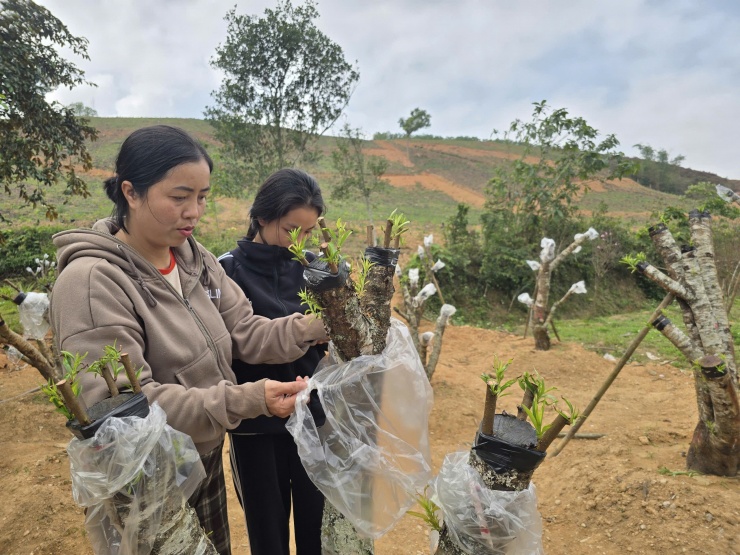 Một số cây đào giá trị cao không thể bán buộc người trồng phải cắt tỉa, ghép mầm để nuôi cho năm sau.