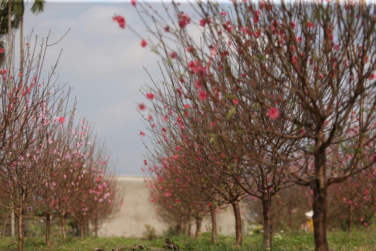 Năm nay thời tiết khắc nghiệt, mưa bão nhiều khiến người nông dân trồng đào rất vất vả.