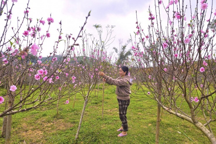 Đào nở đỏ rực trước Tết, chủ vườn đứng ngồi không yên